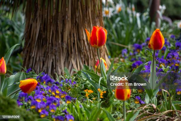 Orange Tulips Stock Photo - Download Image Now - Smithsonian Institution, Color Image, Flower