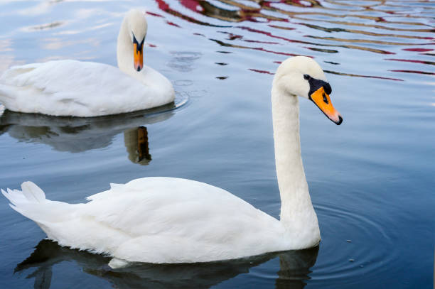 istock Two white swans floating on the water 1311849341
