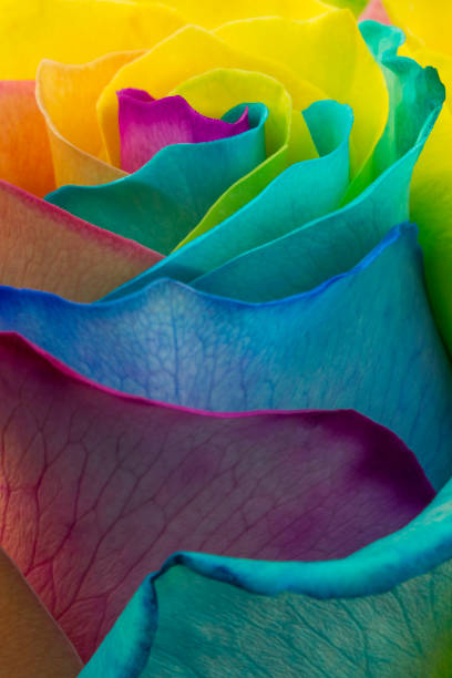 Vertical closeup of beautiful, vibrant rainbow rose