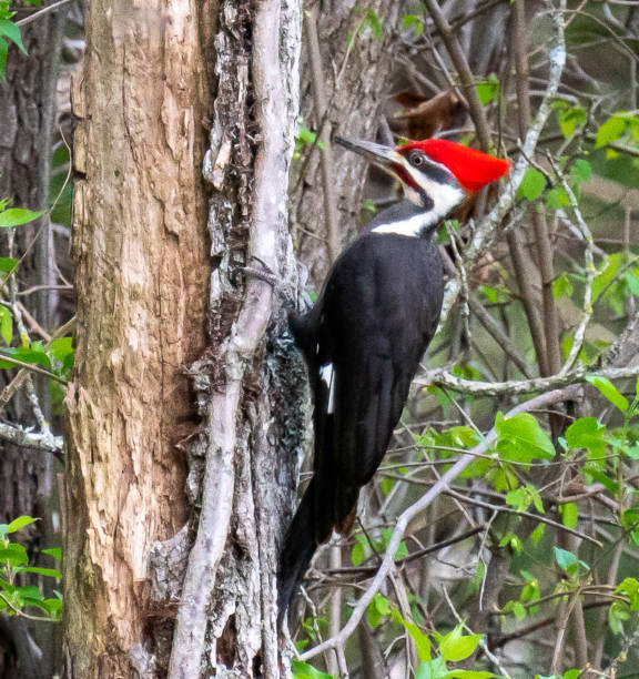 Male Pileated Woodpecker This amazing Pileated Woodpecker landed on a tree just before a thunderstorm moved in.  He was large and loud, and looking for bugs on a tree. pileated woodpecker stock pictures, royalty-free photos & images