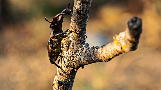 A black stag beetle on a tree limb