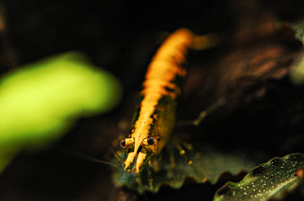 istock Cherry Shrimp Close-up in aquarium 1311850474