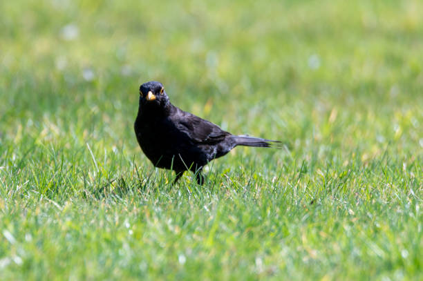 istock Blackbird looking directly at the camera 1311850477