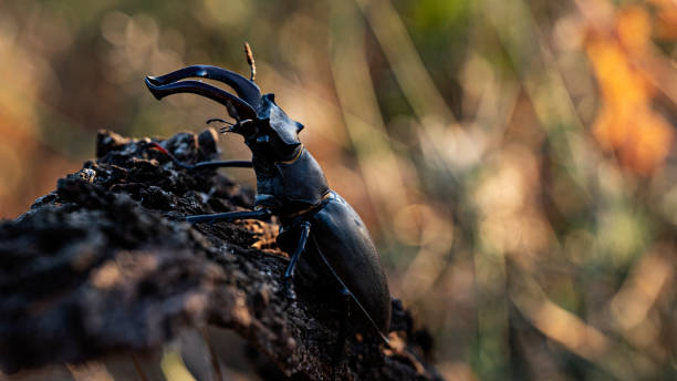 istock A black stag beetle on a tree limb - Lucanus cervus 1311850644