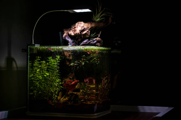 istock Nano aquarium with plants 1311850824