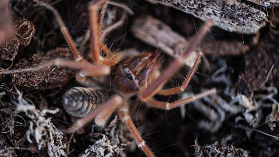 Pardosa Lugubris Lycosidae Wolf Spider. Digitally Enhanced Photograph.