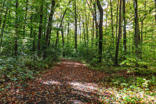 istock Wooded area path covered with colorful fall leaves, ON, Canada 1311851441