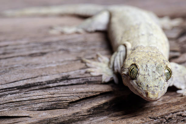 istock Gehyra Vorax Banana Gecko 1311852522