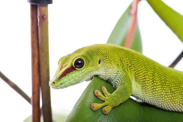 istock Madagascar Day Gecko on White isolated background 1311852542