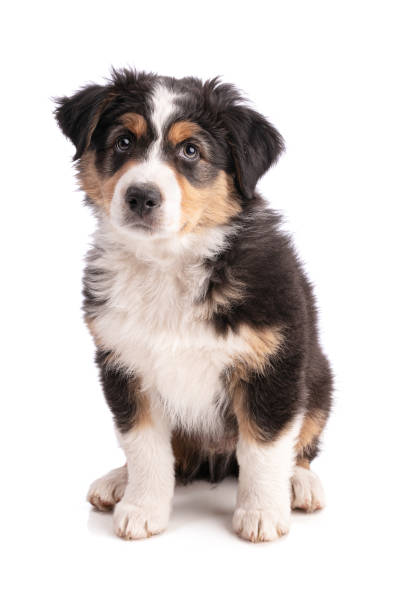 istock Australian shepherd puppy sitting 1311852598