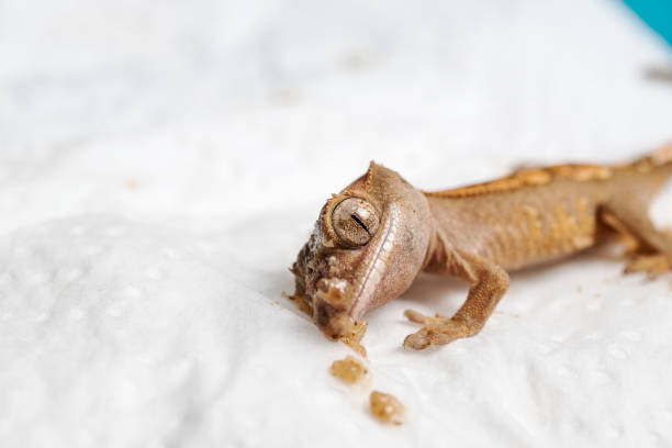 istock Baby crested gecko feeding 1311852608