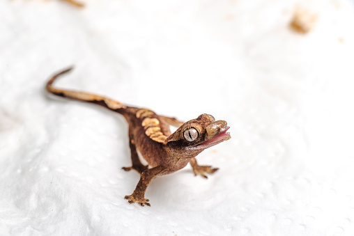 Baby crested gecko feeding