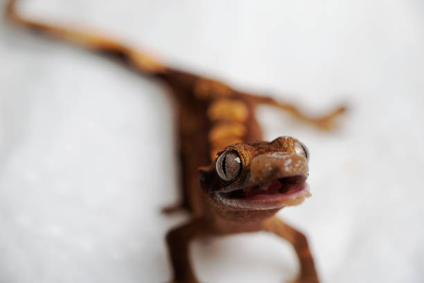 istock Baby crested gecko feeding 1311852610