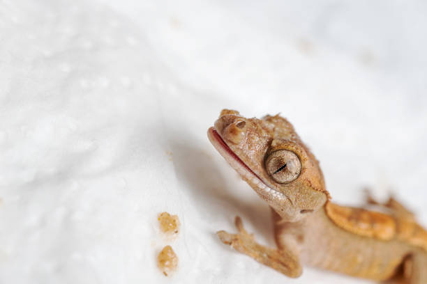 istock Baby crested gecko feeding 1311852612