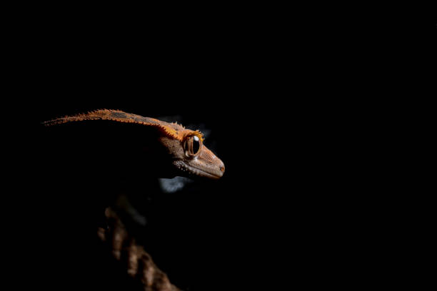 crested gecko correlophus ciliatus - gecko animal night wildlife imagens e fotografias de stock