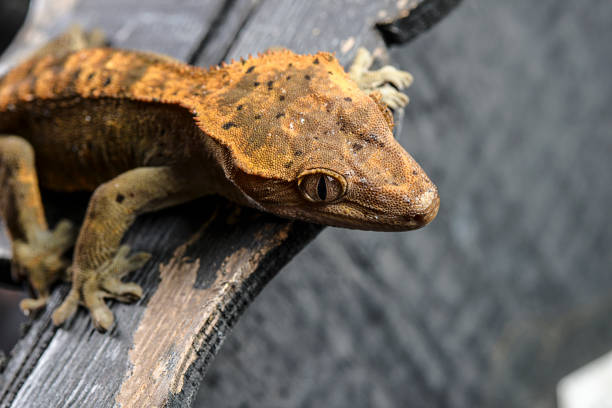 istock Crested gecko Correlophus ciliatus 1311853206