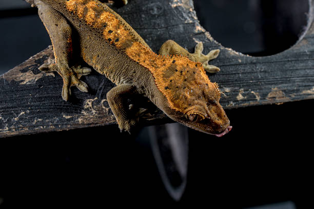 istock Crested gecko Correlophus ciliatus 1311853210