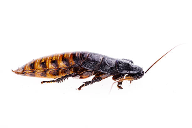 istock Madagascar hissing (Gromphadorhina portentosa) cockroach isolated 1311853233