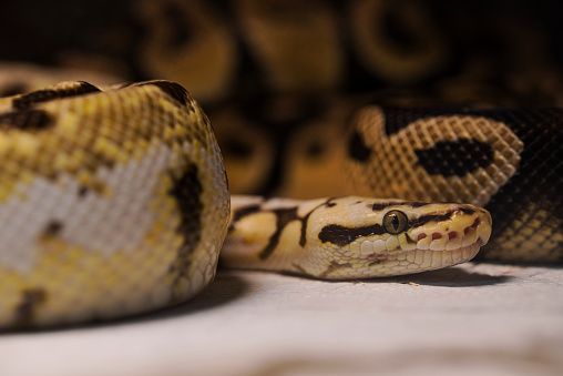Python is a general term for all types of snakes that are classified as part of the Pythonidae family. Pythons are widespread in hot and tropical climates in Africa, Asia and Australia.