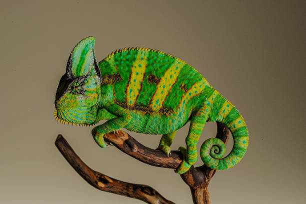 istock Veiled Chameleon close up portrait 1311853339