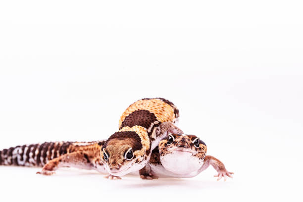 A gecko crawls on a person's denim-clad leg as they sit comfortably indoors. The person is dressed in a long-sleeve shirt, creating a playful interaction with the lizard.
