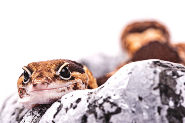 istock African Fat-Tailed Gecko close up on isolated white background 1311853406
