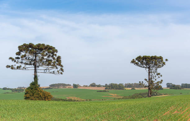 istock Araucaria angustifolia tree isolated in pasture field 1311854971