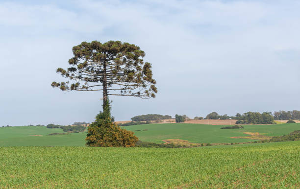 istock Araucaria angustifolia tree isolated in pasture field 1311854990