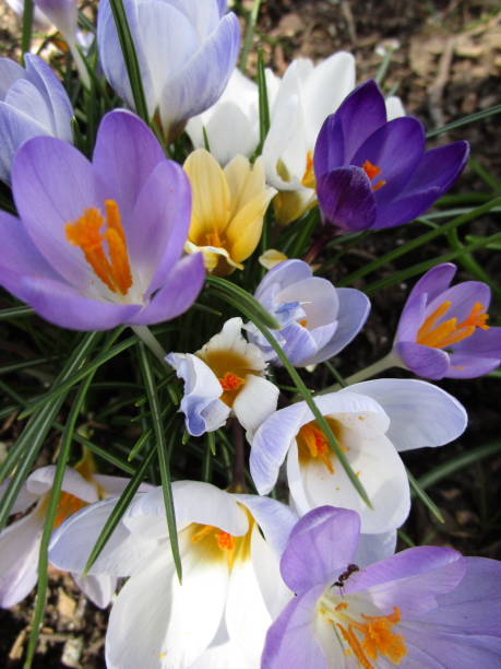 Bright Colorful Springtime Crocus Flowers in Bloom 2020 Bright Colorful Purple, White and Yellow Crocus Flowers in Spring 2020 crocus tommasinianus stock pictures, royalty-free photos & images