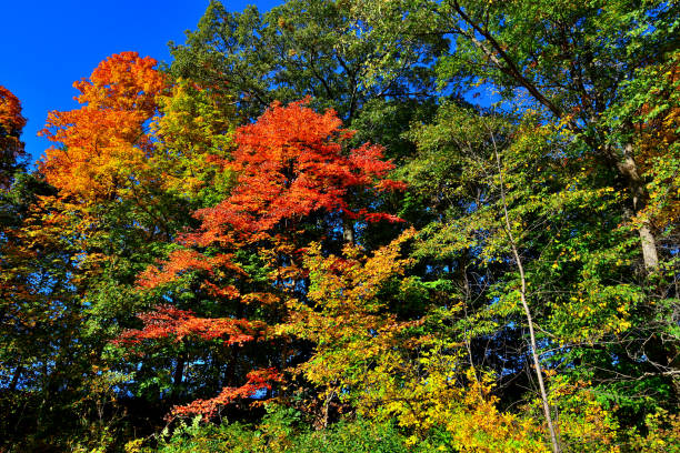 A blazing mixture of colors as the trees begin to transform in and October Wooded scene.   Colors range from red orange yellow to green on a brisk cloudless afternoon day.