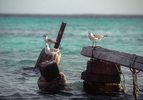 Seagulls on abandoned pier, Los Roques, Venezuela