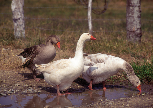 three canada geese on the water