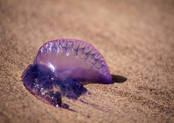 istock Jellyfish on the beach 1311856034
