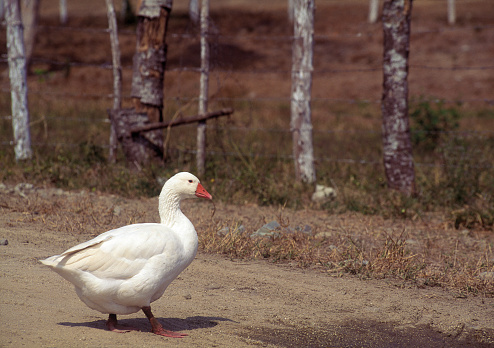Goose on dirt road in a farm