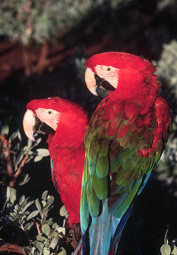 Macaws, Venezuela
