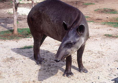 Wild Baird's Tapir in a zoo, Venezuela