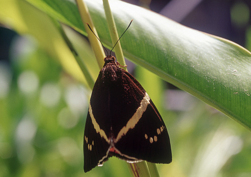 Butterfly on a plant outdoors, Florida, USA