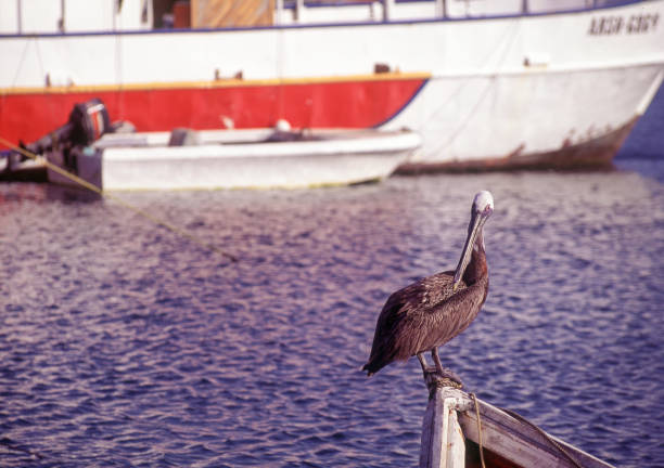 Pelicans perched on boat, Venezuela