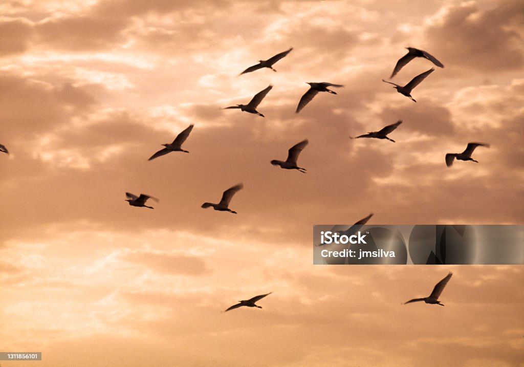 Cranes in silhouette flying against sunset sky Cranes flying at sunset Bird Stock Photo