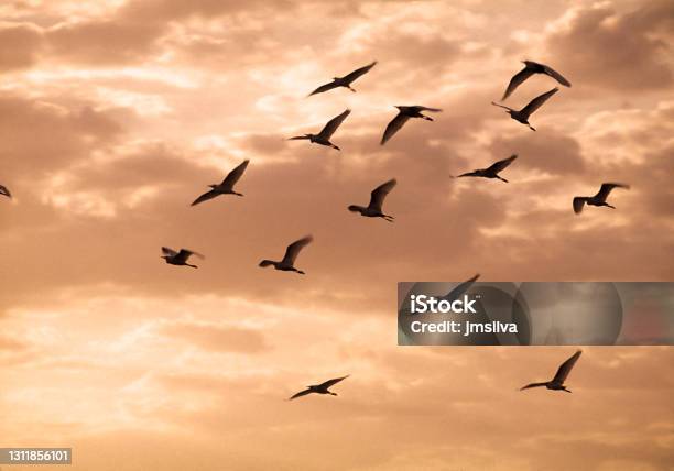 Cranes In Silhouette Flying Against Sunset Sky Stock Photo - Download Image Now - Bird, Crane - Bird, Flying