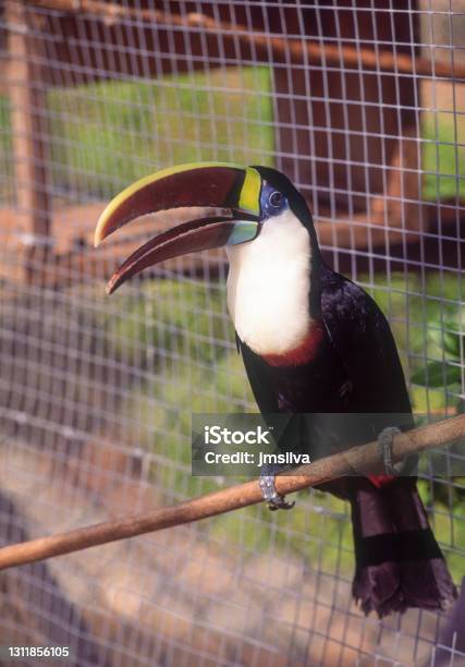 Tropical Tucan Ramphastos Tucanus In Cage Stock Photo - Download Image Now - Bird, No People, Toucan