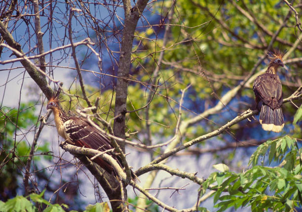 Hoatzin or Chenchenas on a tree, Venezuela