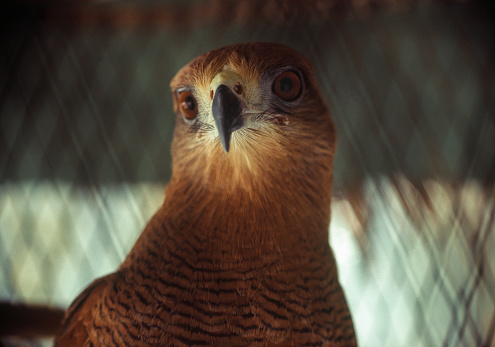 Falcon in captivity, Venezuela