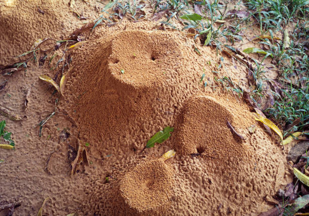Holes in the dry ground leading to wild bee hives