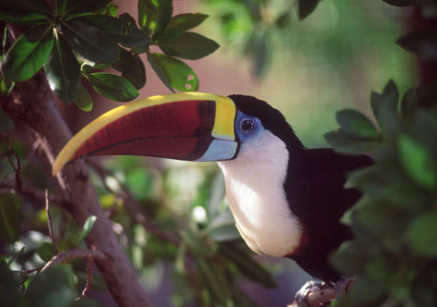 Toucan in captivity, Venezuela