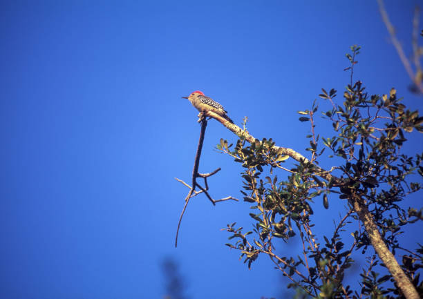 a woodpecker searches for food in southern Arizona