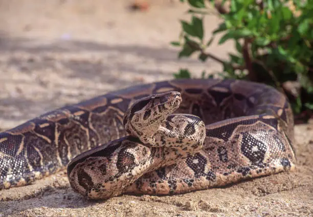 Boa constrictor on the ground, Venezuela