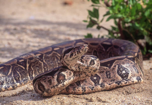 boa constritor no chão - snake boa python boa constrictor - fotografias e filmes do acervo