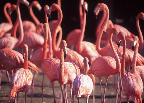 Flamingoes in the zoo, Tampa, Florida, USA