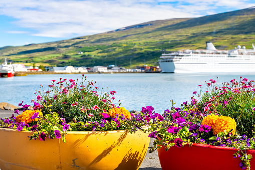 Akureyri, Iceland fishing village town harbor marina with cruise ship boat and fjord with mountains and colorful yellow flower pots